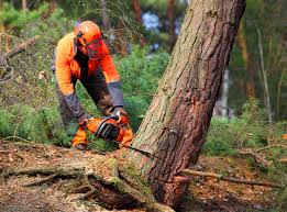 Best Lawn Disease Treatment  in Patchogue, NY