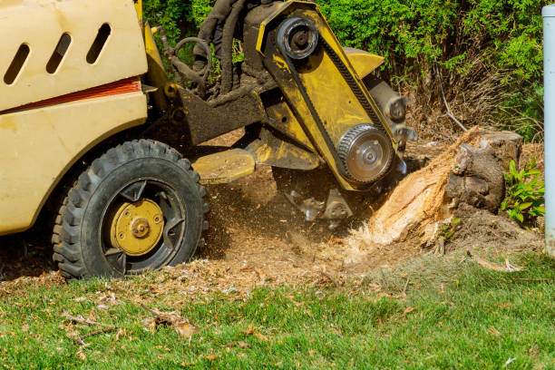 Best Seasonal Cleanup (Spring/Fall)  in Patchogue, NY