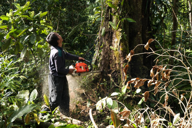 Best Tree and Shrub Care  in Patchogue, NY