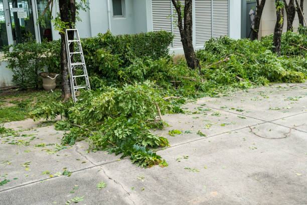 Best Hazardous Tree Removal  in Patchogue, NY