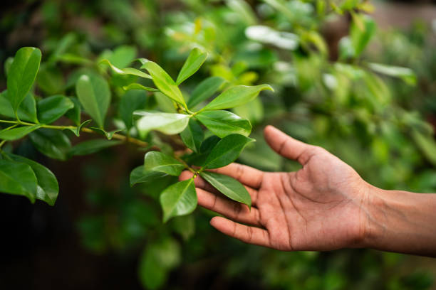 Best Tree Preservation Services  in Patchogue, NY