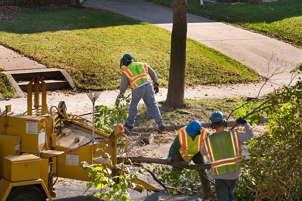 Best Lawn Pest Prevention  in Patchogue, NY