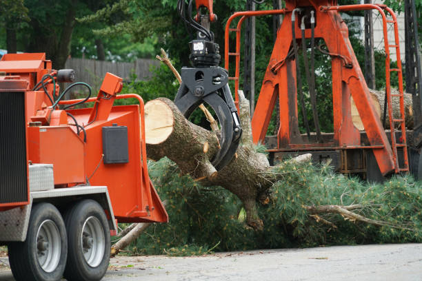 Best Lawn Maintenance Plans  in Patchogue, NY