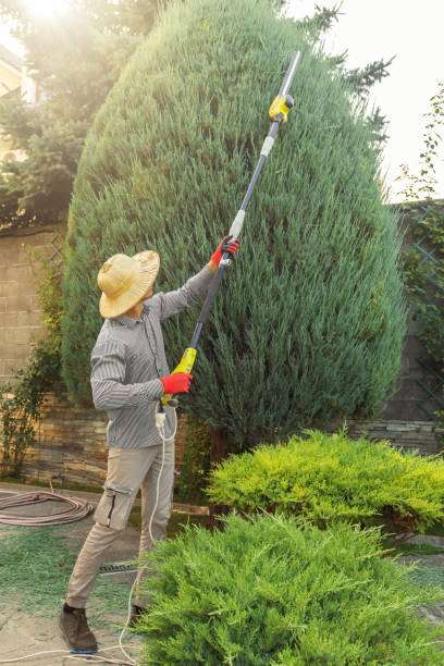 Best Lawn Mowing  in Patchogue, NY