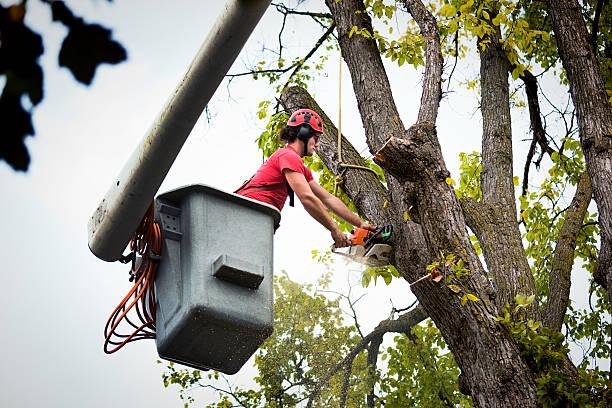 Best Tree Mulching  in Patchogue, NY