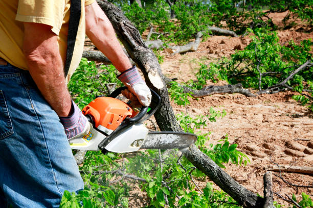 How Our Tree Care Process Works  in  Patchogue, NY