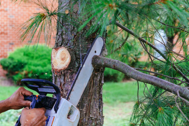 Best Hedge Trimming  in Patchogue, NY